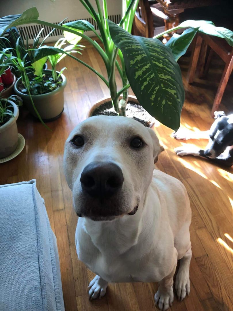 Mallard, a Adoptable Labrador Retriever in Weybridge, VT image 4/6