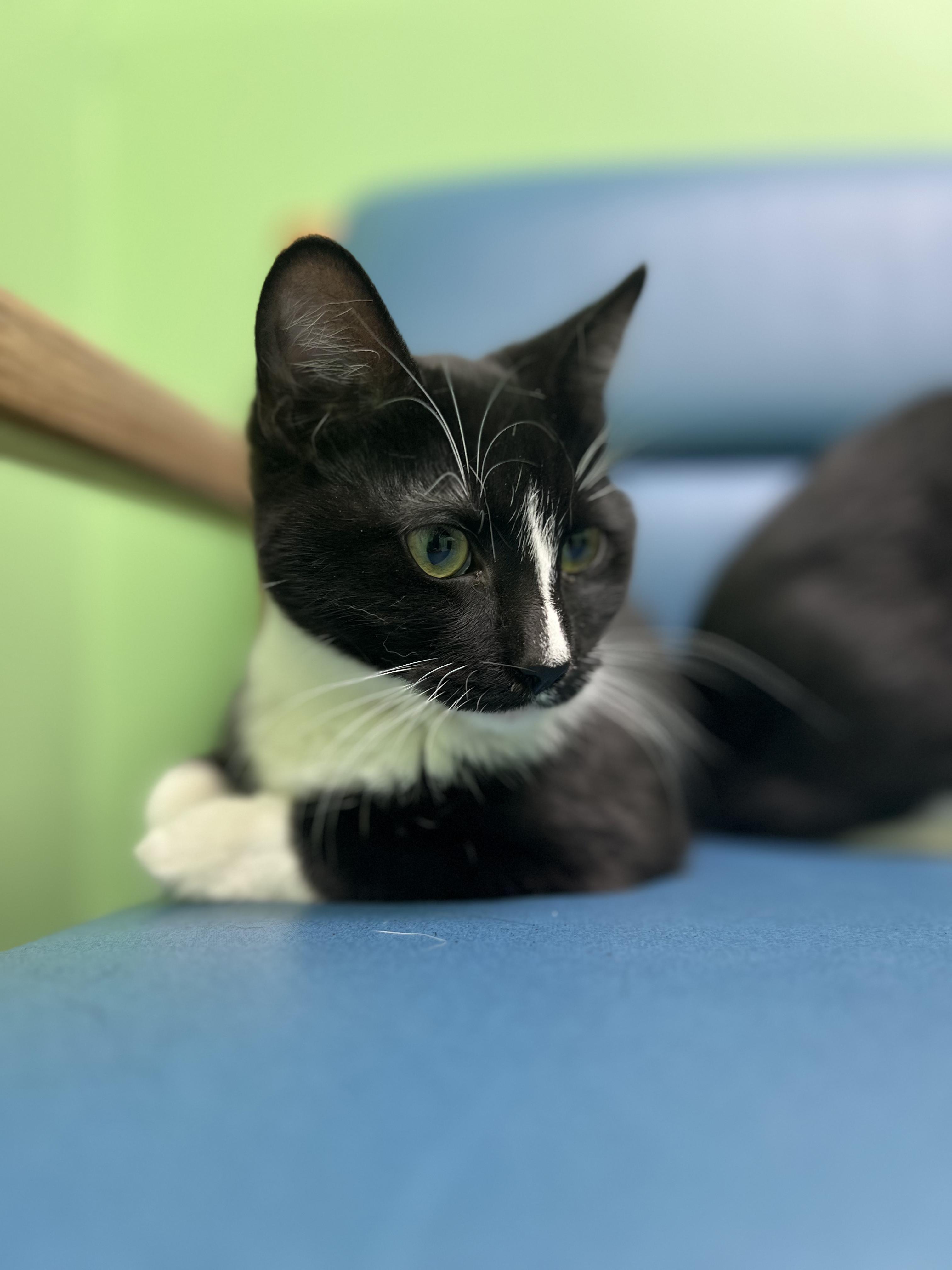 Enlarge Sombra, a Adoptable Domestic Short Hair in Okmulgee, OK image 3/6