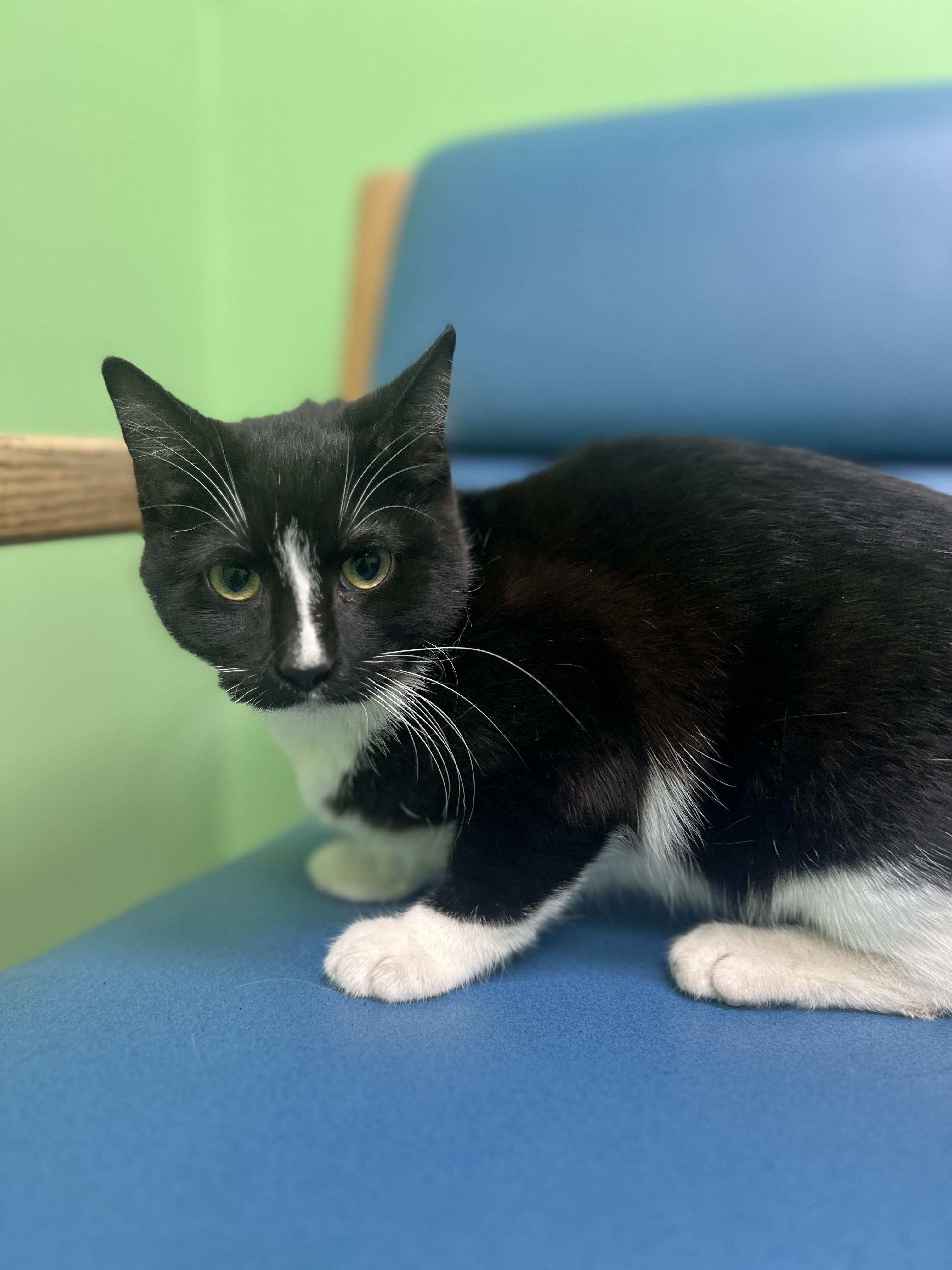 Enlarge Sombra, a Adoptable Domestic Short Hair in Okmulgee, OK image 4/6