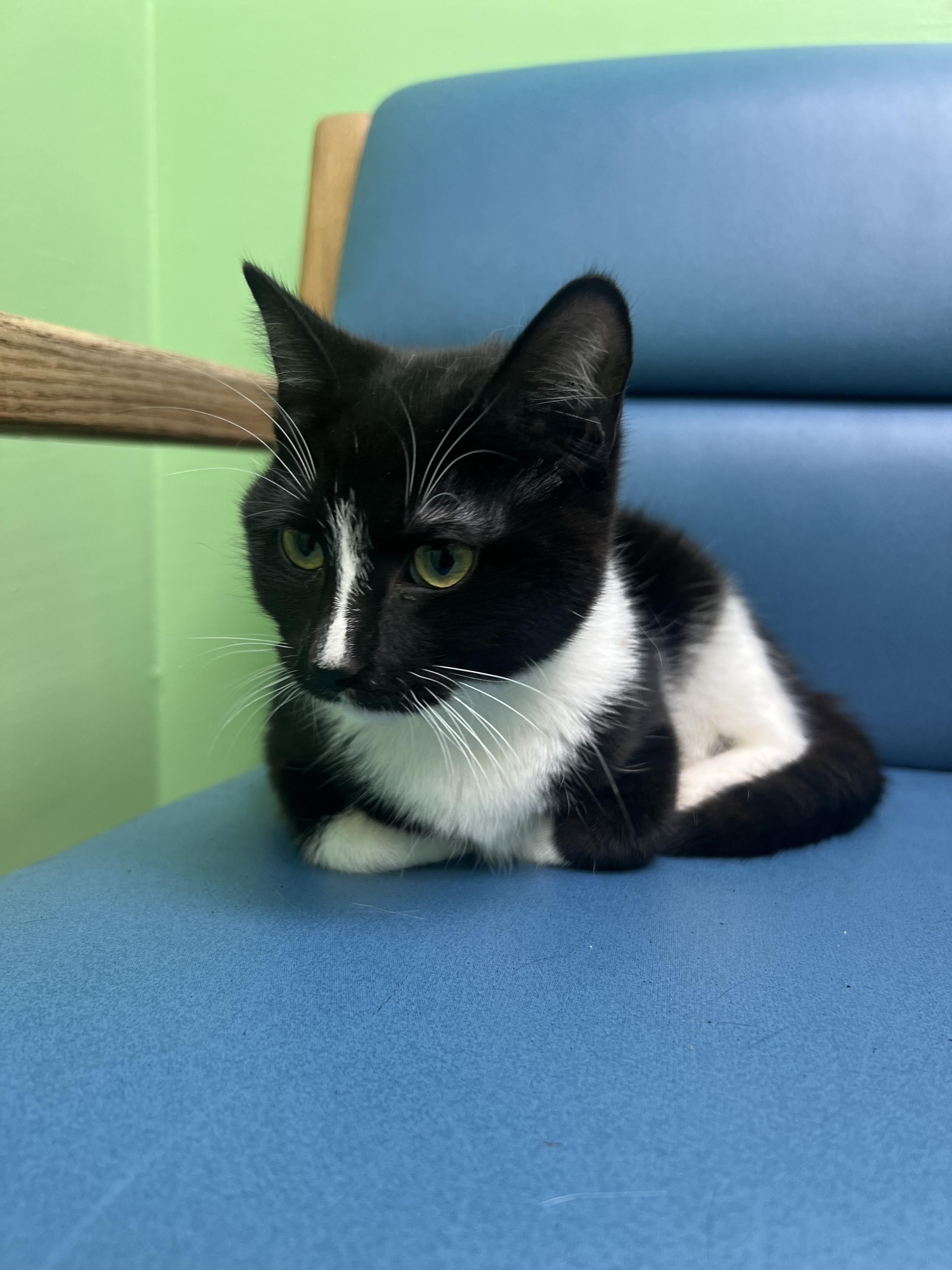 Enlarge Sombra, a Adoptable Domestic Short Hair in Okmulgee, OK image 5/6