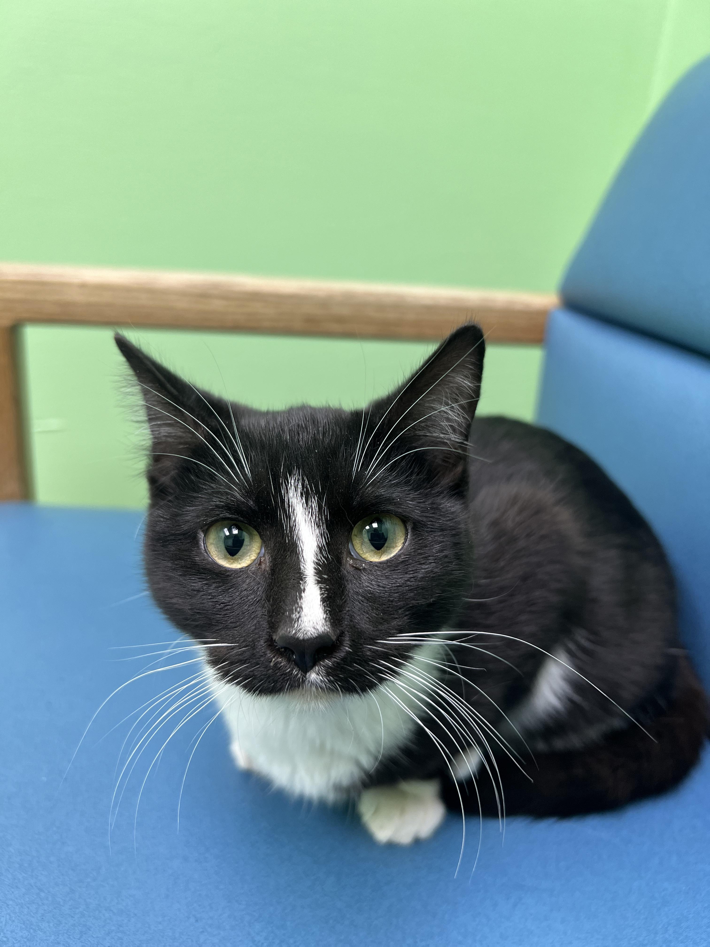 Enlarge Sombra, a Adoptable Domestic Short Hair in Okmulgee, OK image 2/6