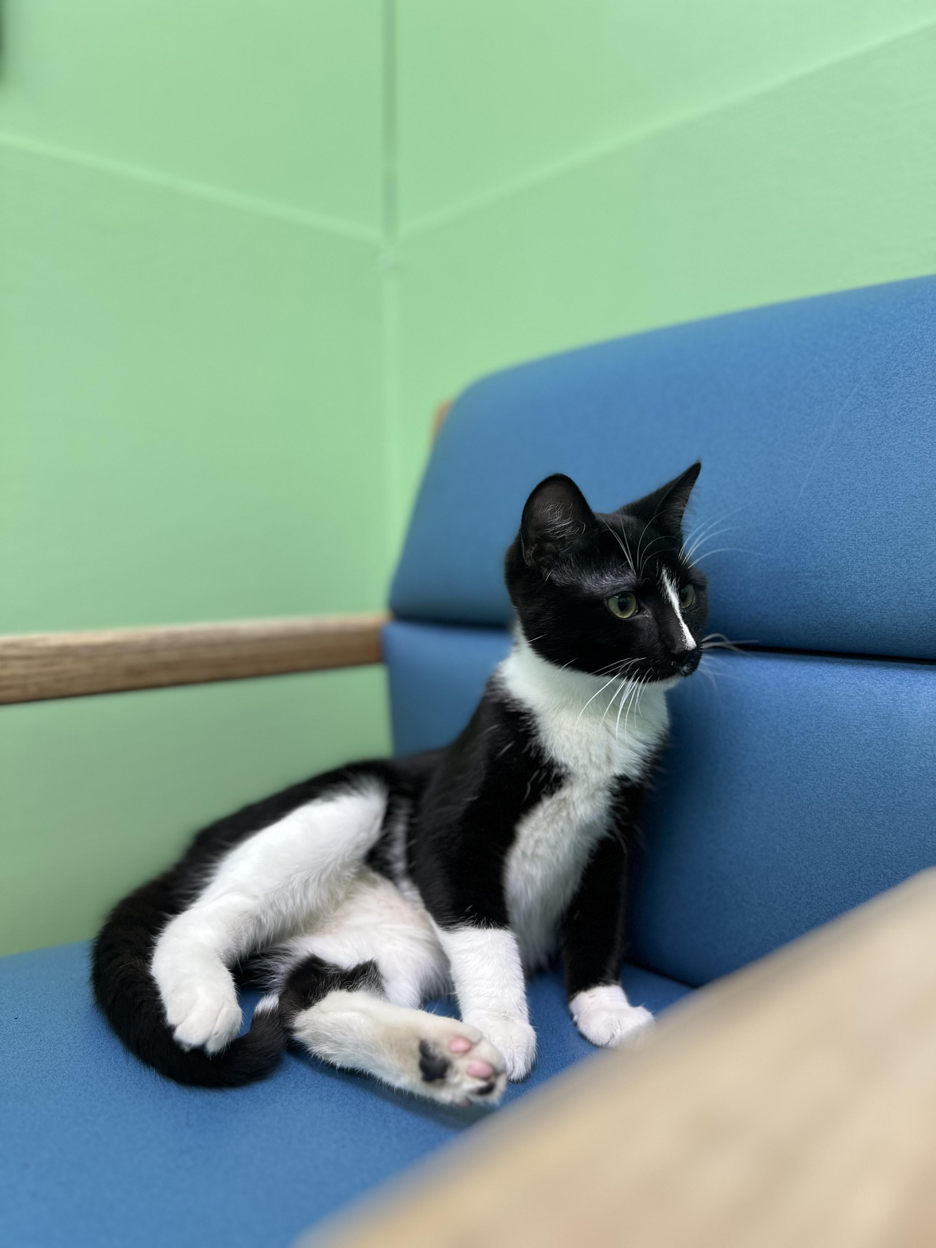 Enlarge Sombra, a Adoptable Domestic Short Hair in Okmulgee, OK image 1/6