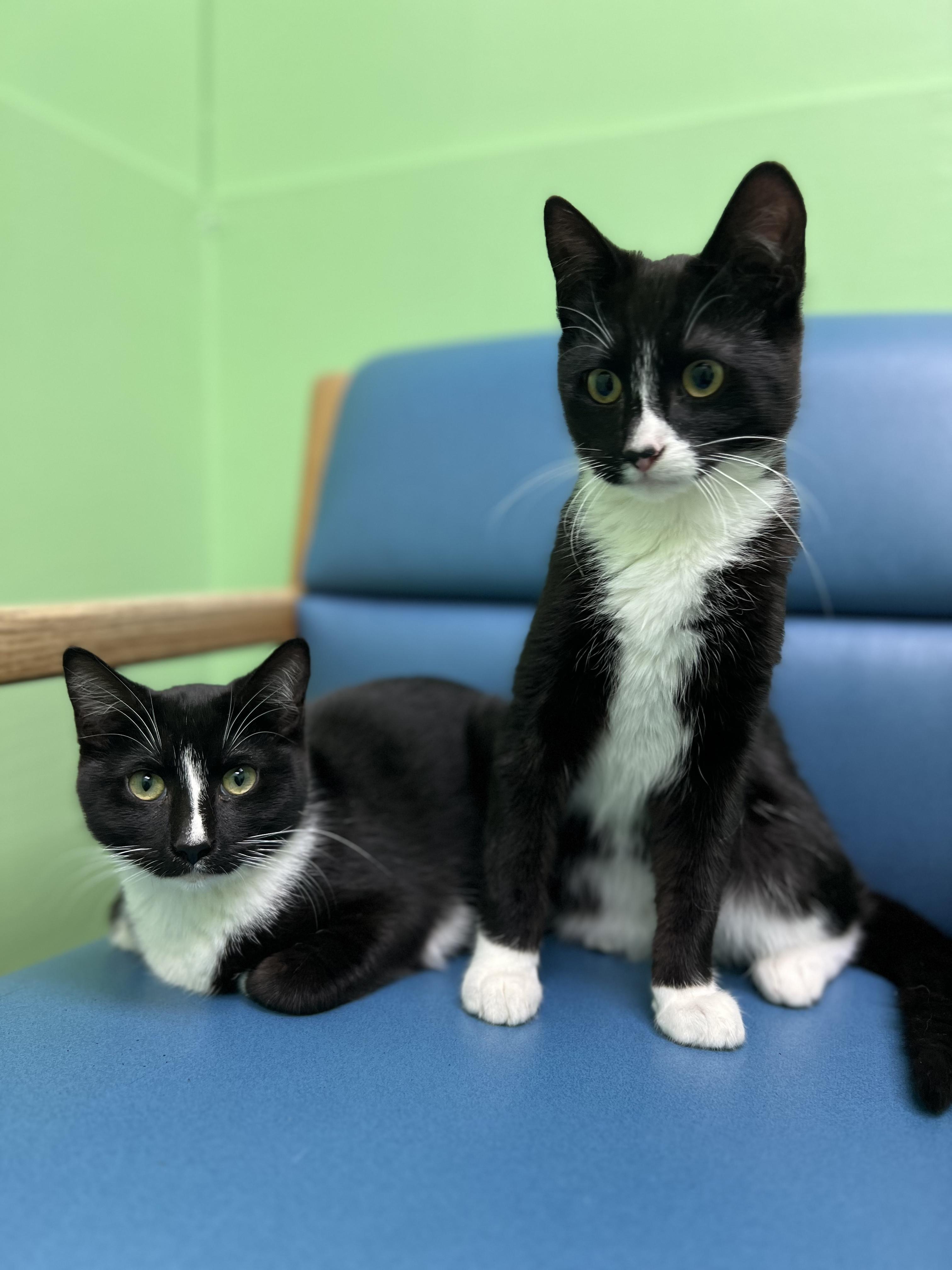 Enlarge Sombra, a Adoptable Domestic Short Hair in Okmulgee, OK image 6/6