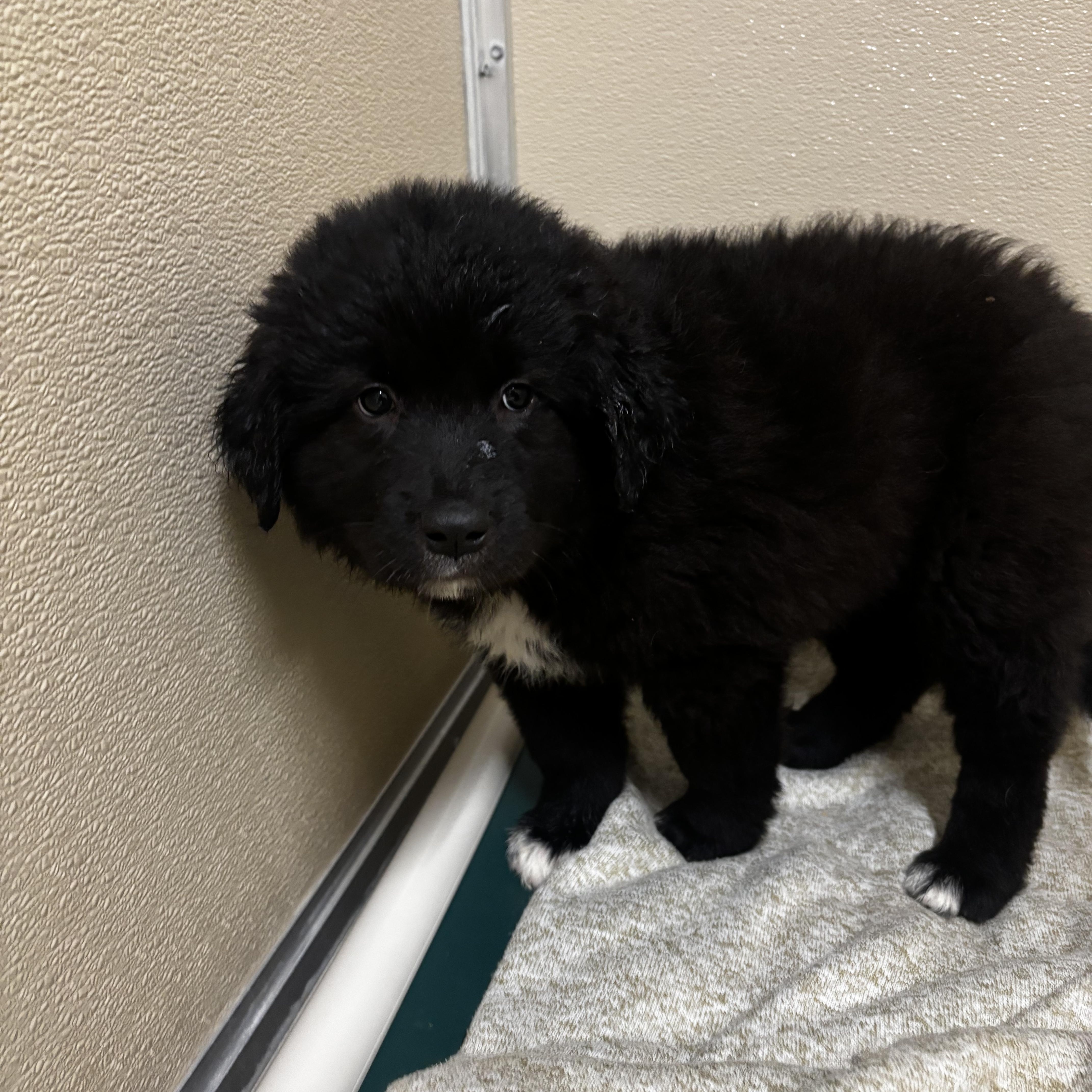 Andes, ADOPTABLE, Puppy Female Border Collie.