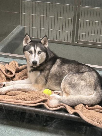 Kane, Adoptable, Adult Male Siberian Husky & Mixed Breed.