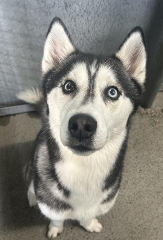 Enlarge Kane, a Adoptable mixed breed in Roseville, CA image 3/3