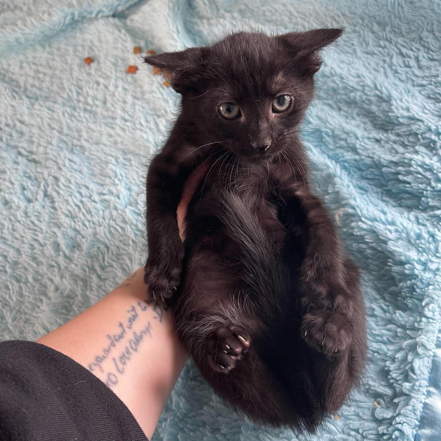 Enlarge Mojito, a Adoptable Domestic Short Hair in Scranton, PA image 4/6