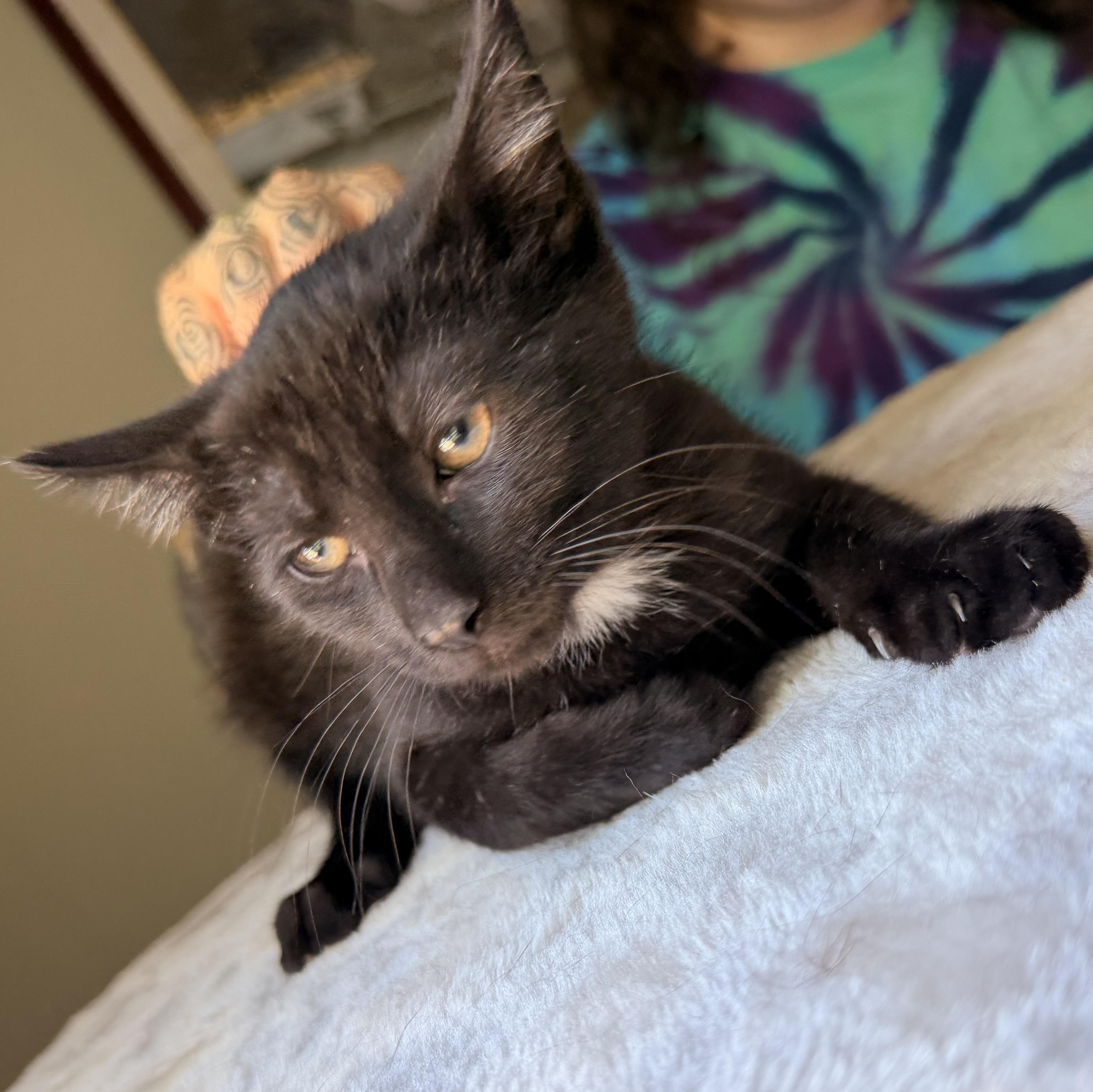 Enlarge Mojito, a Adoptable Domestic Short Hair in Scranton, PA image 2/6