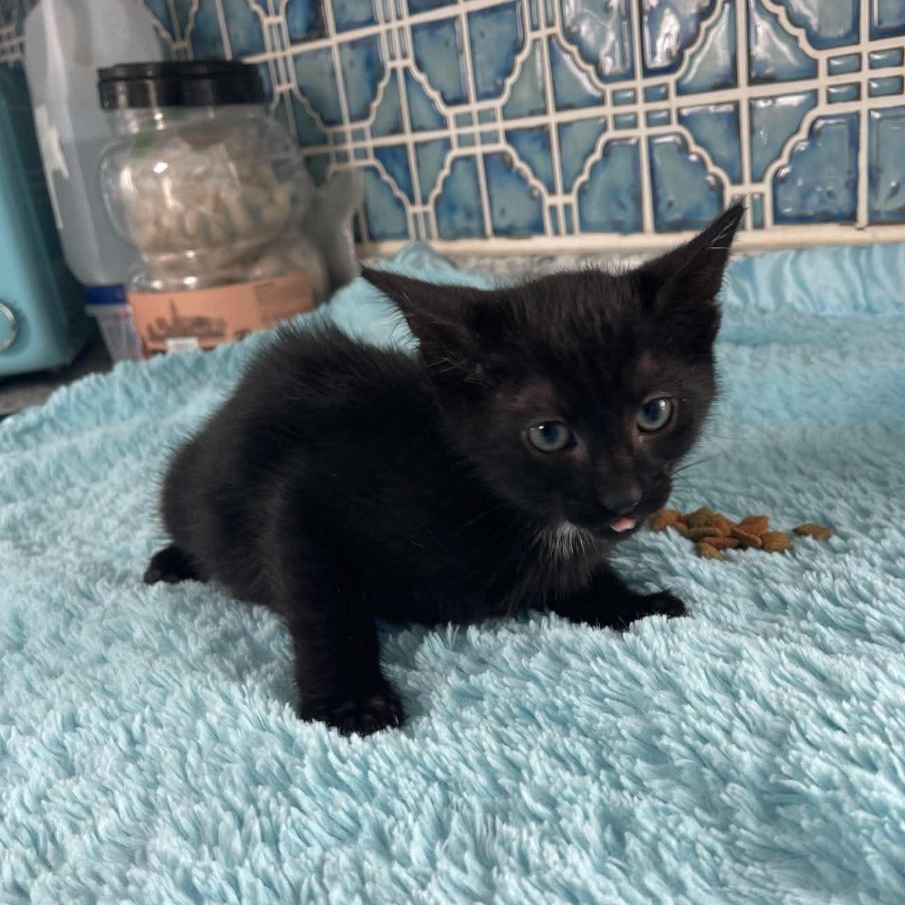 Enlarge Mojito, a Adoptable Domestic Short Hair in Scranton, PA image 6/6