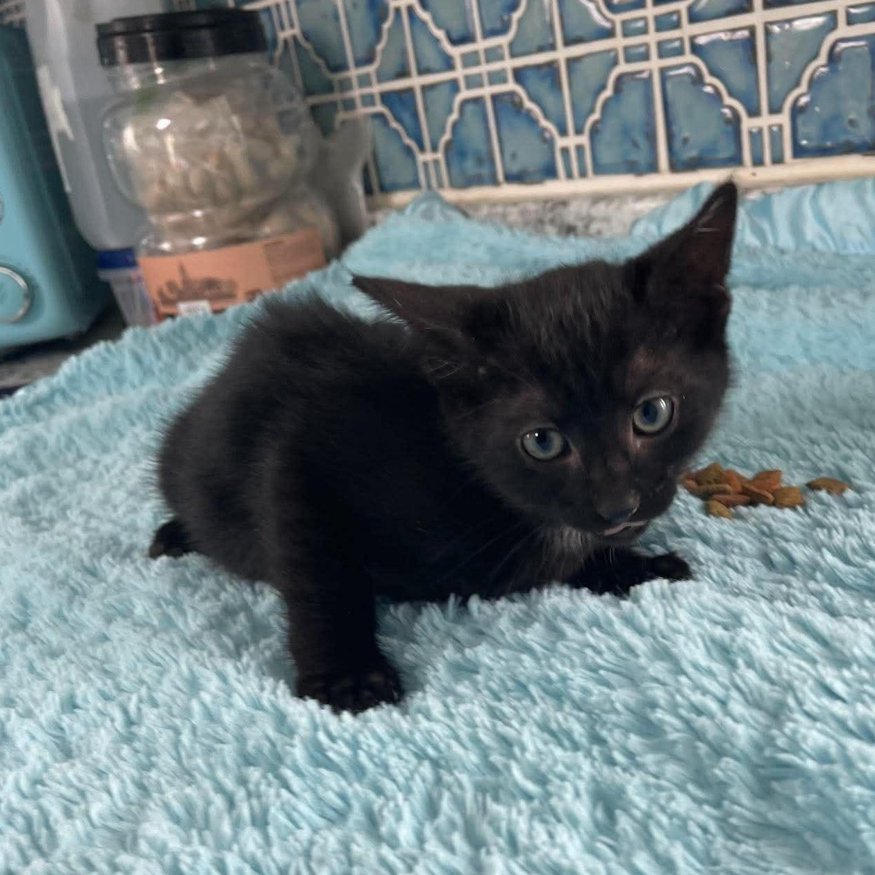 Enlarge Mojito, a Adoptable Domestic Short Hair in Scranton, PA image 5/6