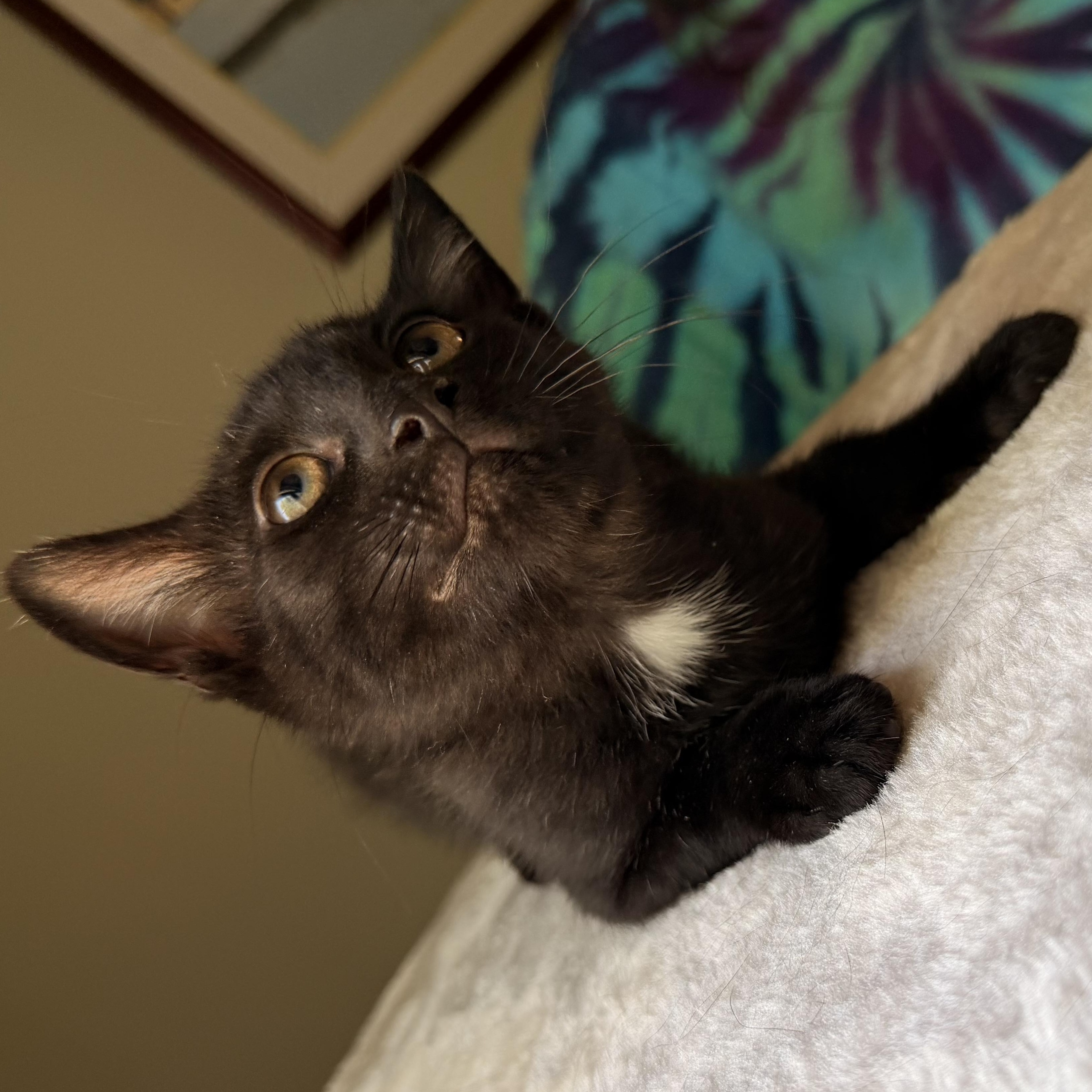 Enlarge Mojito, a Adoptable Domestic Short Hair in Scranton, PA image 3/6