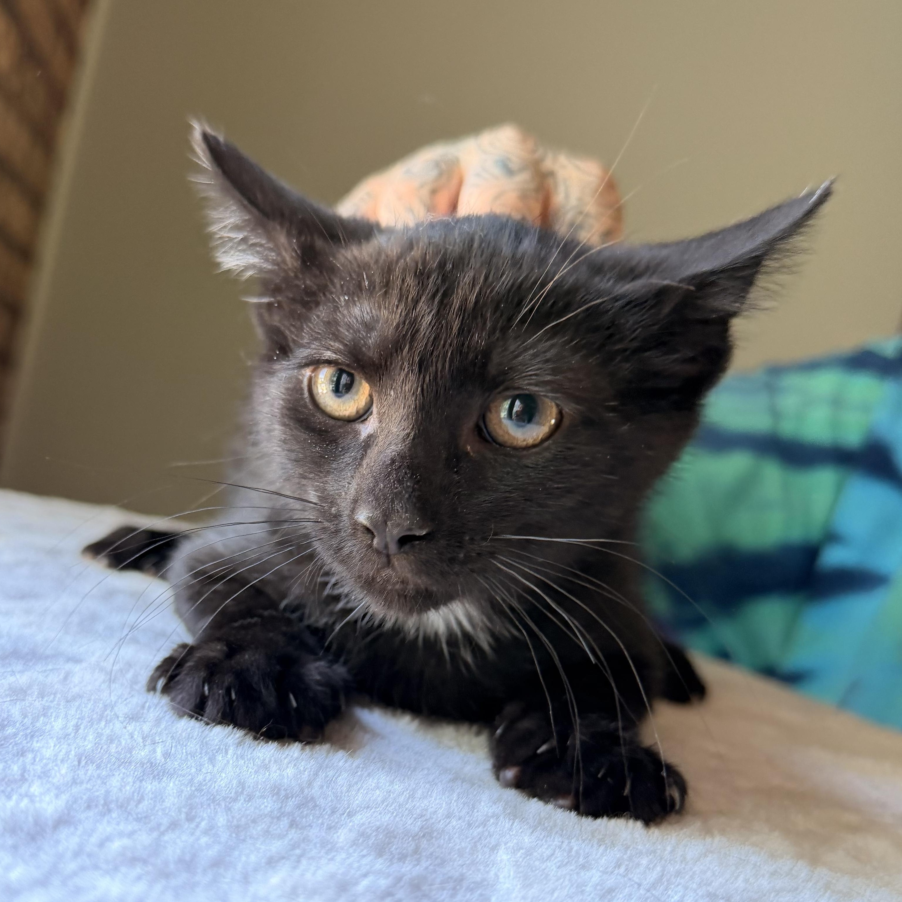 Enlarge Mojito, a Adoptable Domestic Short Hair in Scranton, PA image 1/6