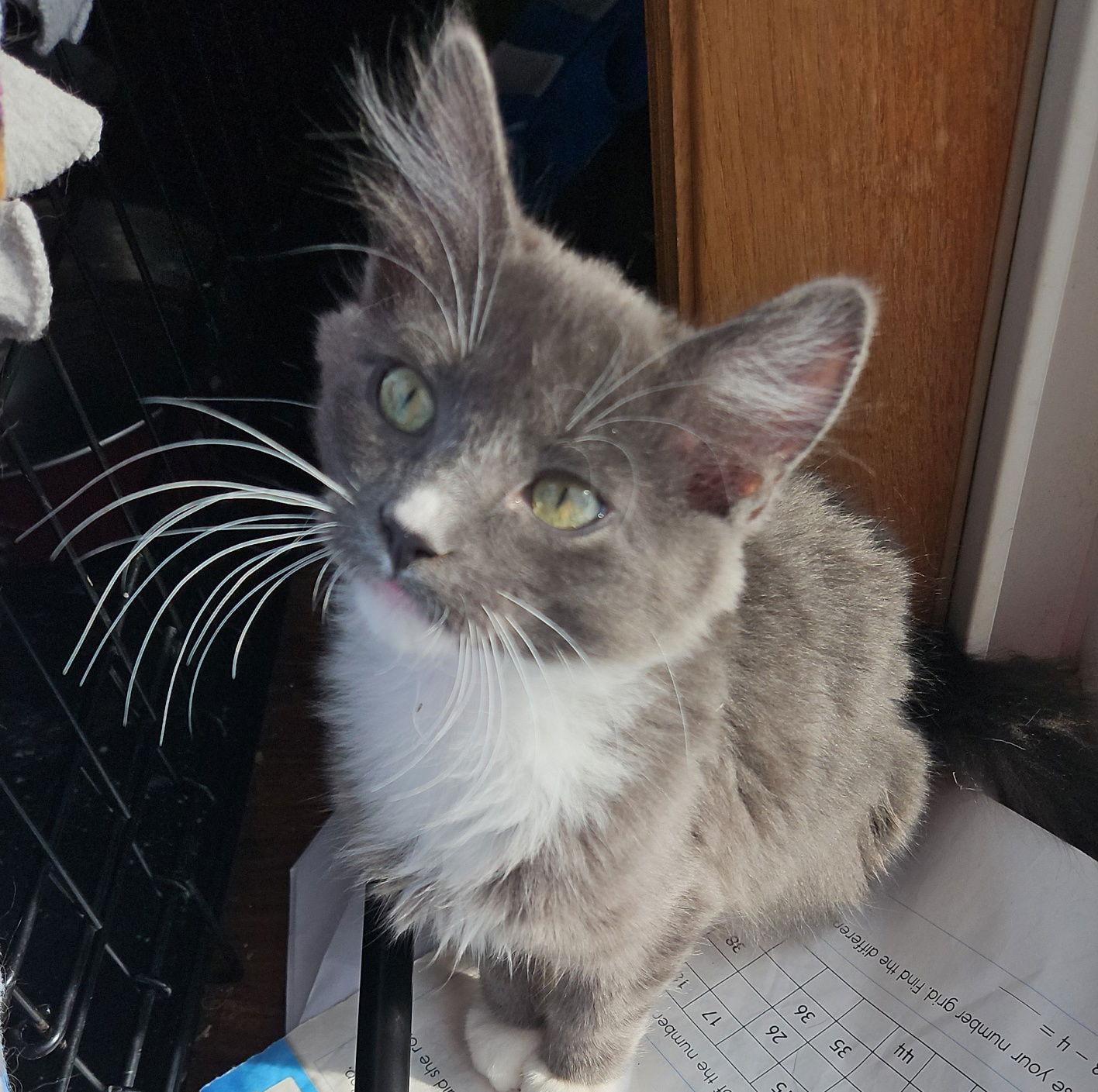Sage, Adopted, Adult Male Domestic Medium Hair.