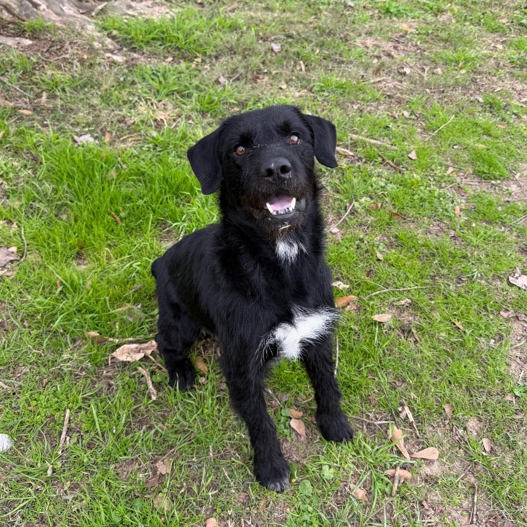 Buzzcut, Adoptable, Adult Male Wirehaired Terrier & Mixed Breed.