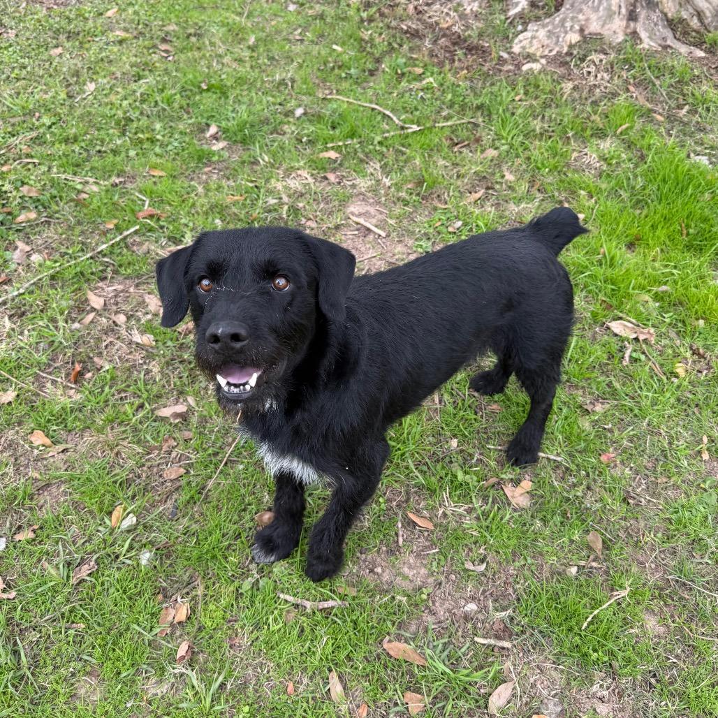 Enlarge Buzzcut, a Adoptable mixed breed in Carencro, LA image 2/6