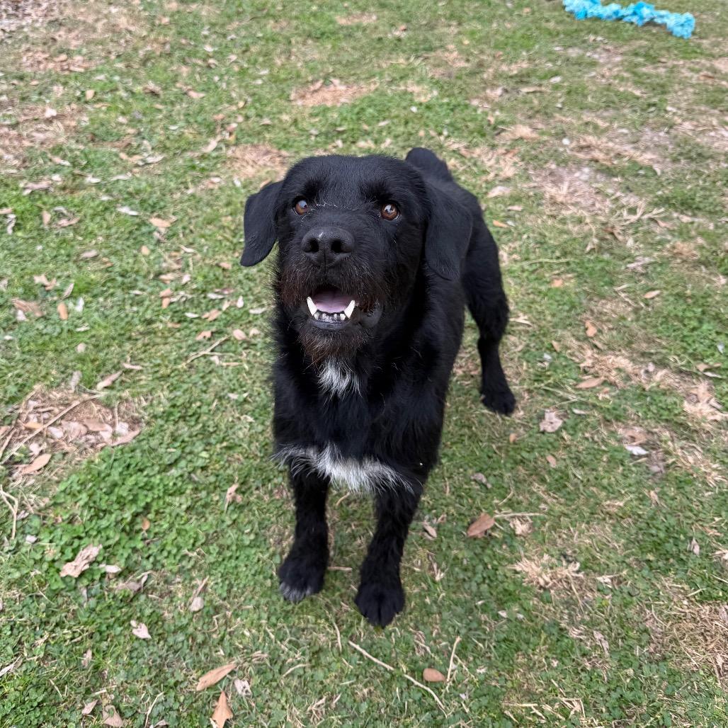 Enlarge Buzzcut, a Adoptable mixed breed in Carencro, LA image 3/6