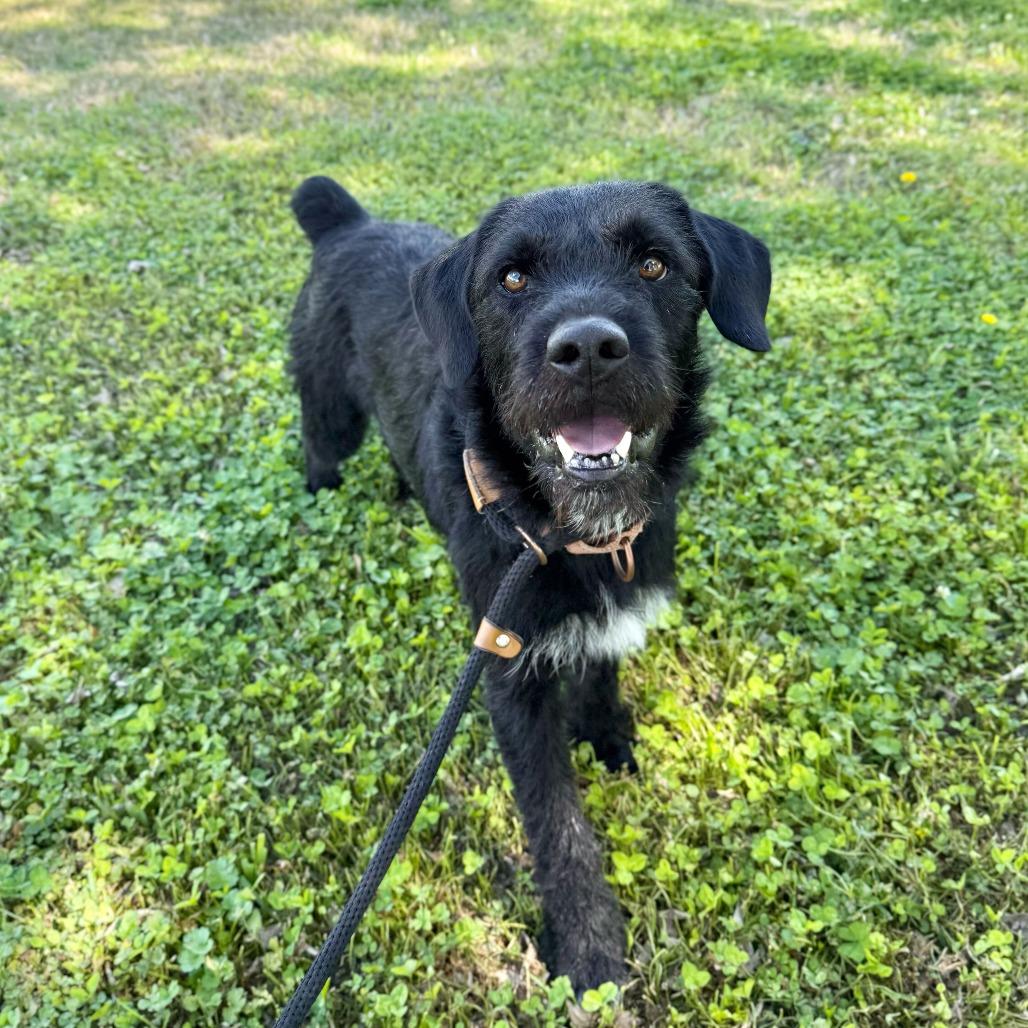 Enlarge Buzzcut, a Adoptable mixed breed in Carencro, LA image 4/6