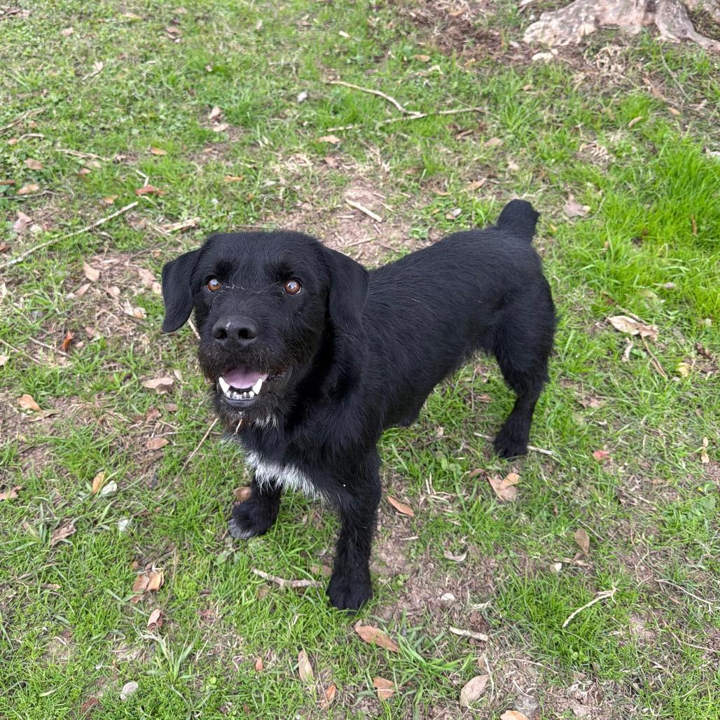 Enlarge Buzzcut, a Adoptable mixed breed in Carencro, LA image 5/6
