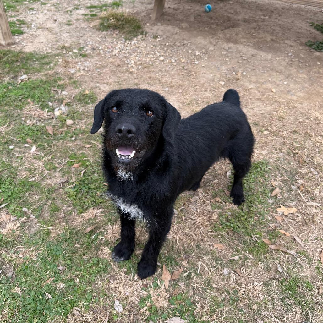 Enlarge Buzzcut, a Adoptable mixed breed in Carencro, LA image 6/6