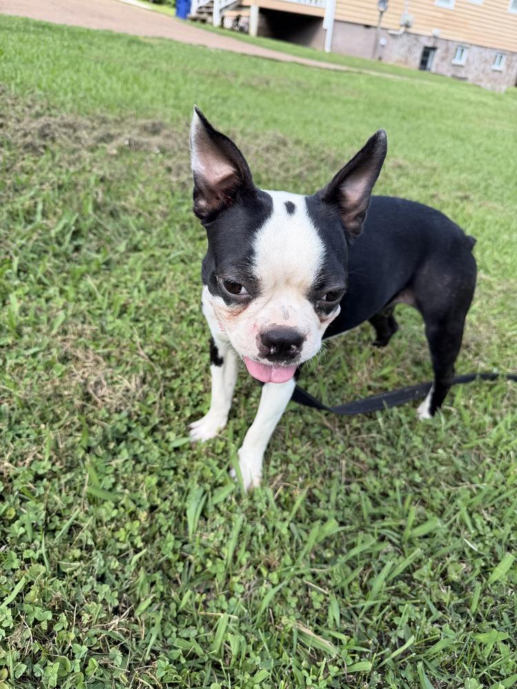 Bethany Miller 0274n  Rockvale TN, Adopted, Young Female Boston Terrier.