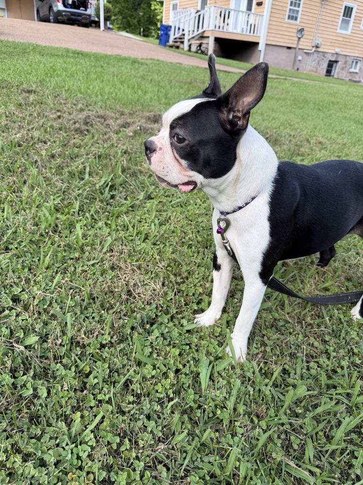 Enlarge Bethany Miller 0274n  Rockvale TN, a Adopted Boston Terrier in Maryville, TN image 2/3