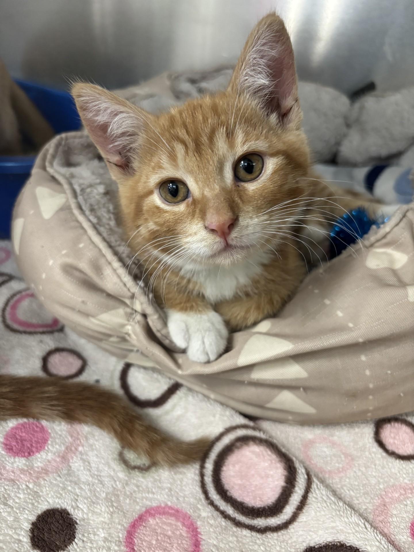 Muskrat, a ADOPTABLE Domestic Short Hair in Yorkville, IL image 2/3