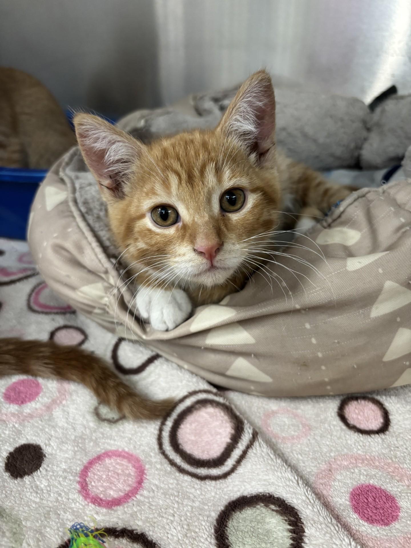 Muskrat, a ADOPTABLE Domestic Short Hair in Yorkville, IL image 1/3