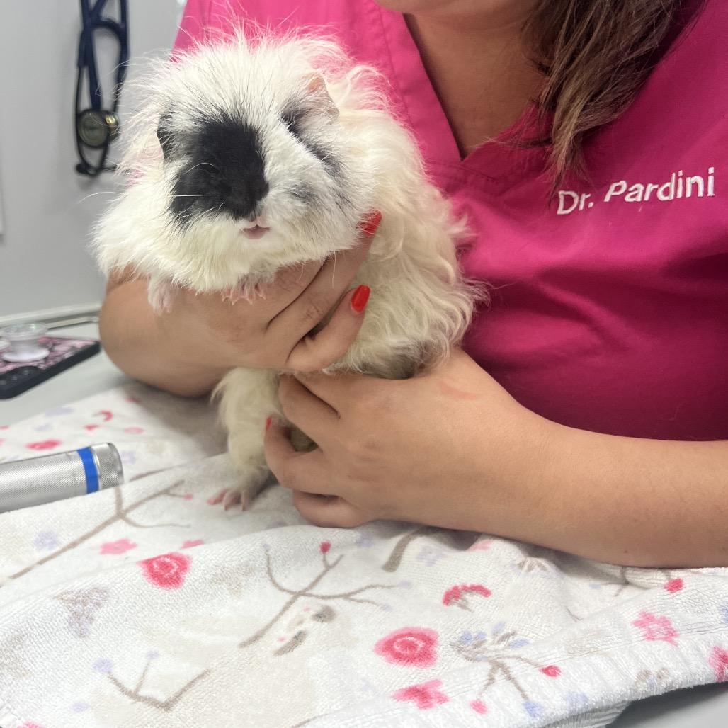 Nimbus, Adoptable, Young Male Guinea Pig.