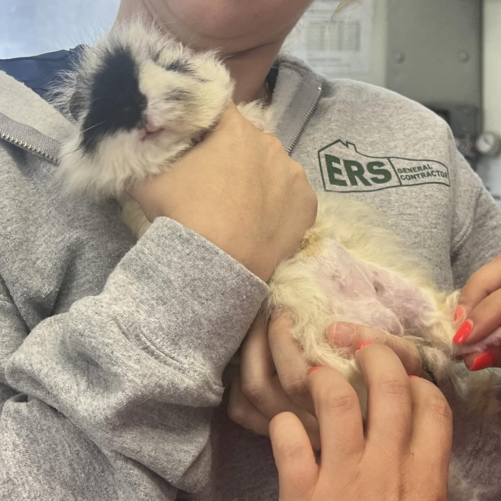 Enlarge Nimbus, a Adoptable Guinea Pig in Miami, FL image 2/6