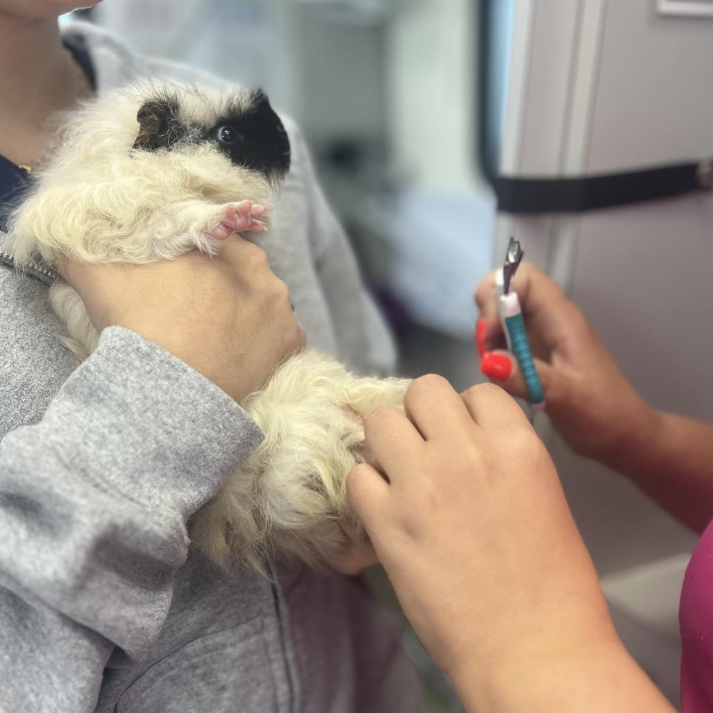 Enlarge Nimbus, a Adoptable Guinea Pig in Miami, FL image 3/6