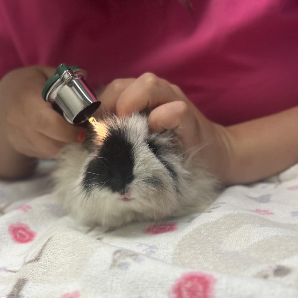 Enlarge Nimbus, a Adoptable Guinea Pig in Miami, FL image 4/6