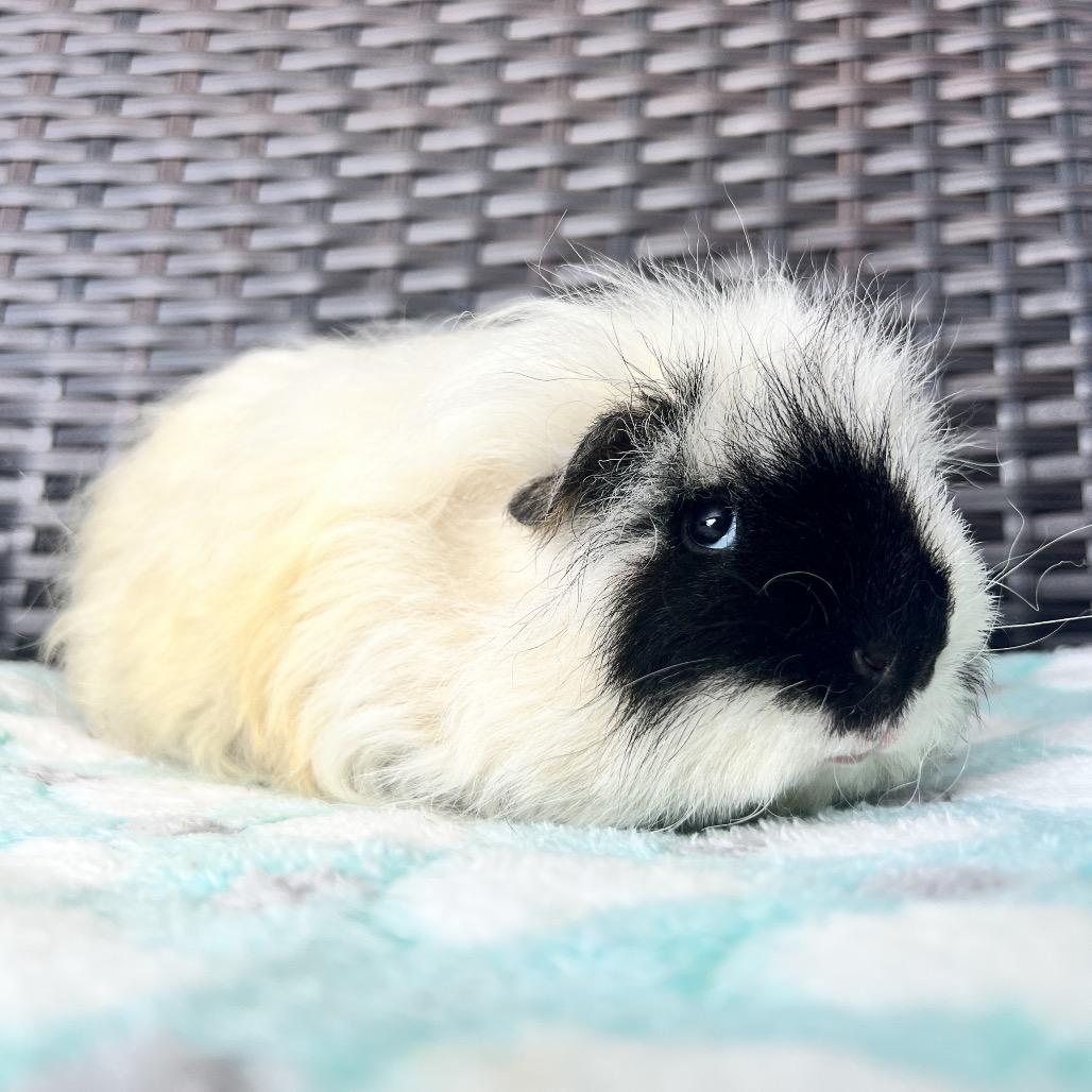 Enlarge Nimbus, a Adoptable Guinea Pig in Miami, FL image 5/6