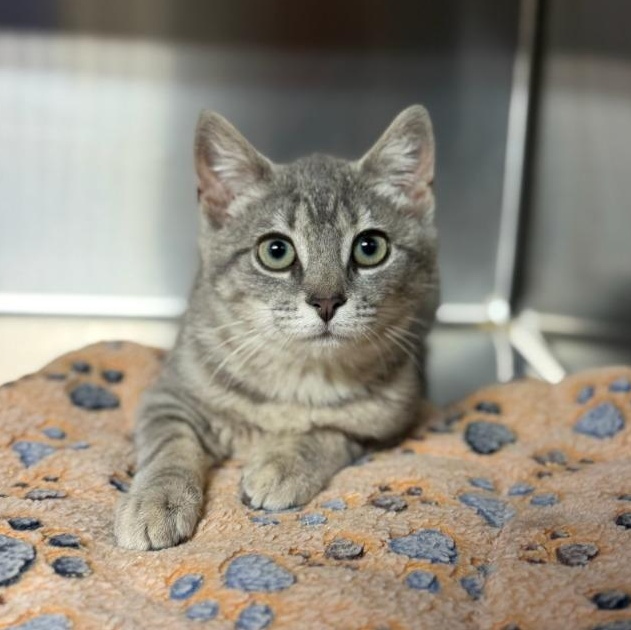 Carpool Cam, ADOPTABLE, Young Female Domestic Short Hair.