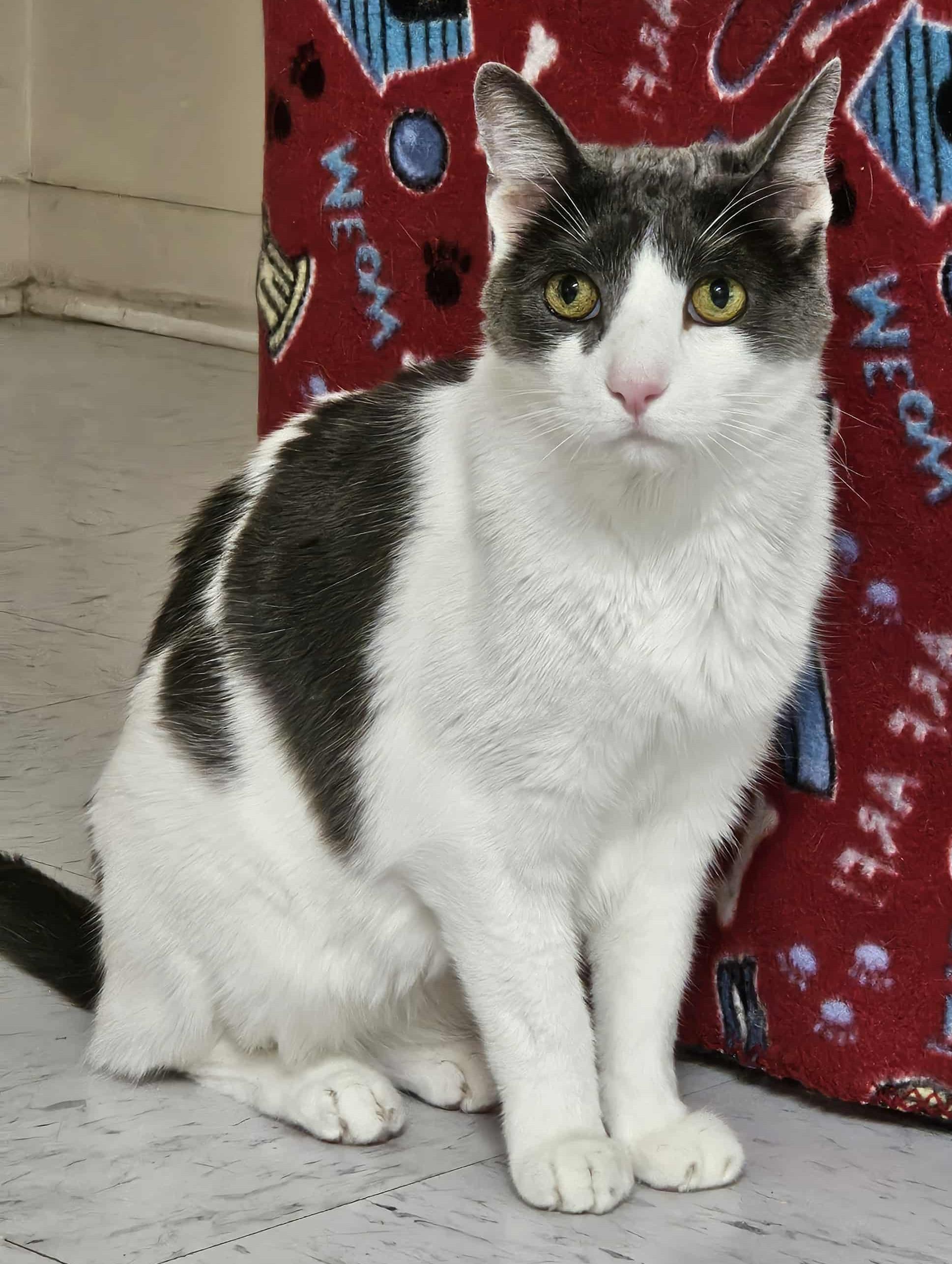 ALFIE, Adoptable, Adult Male Domestic Short Hair.