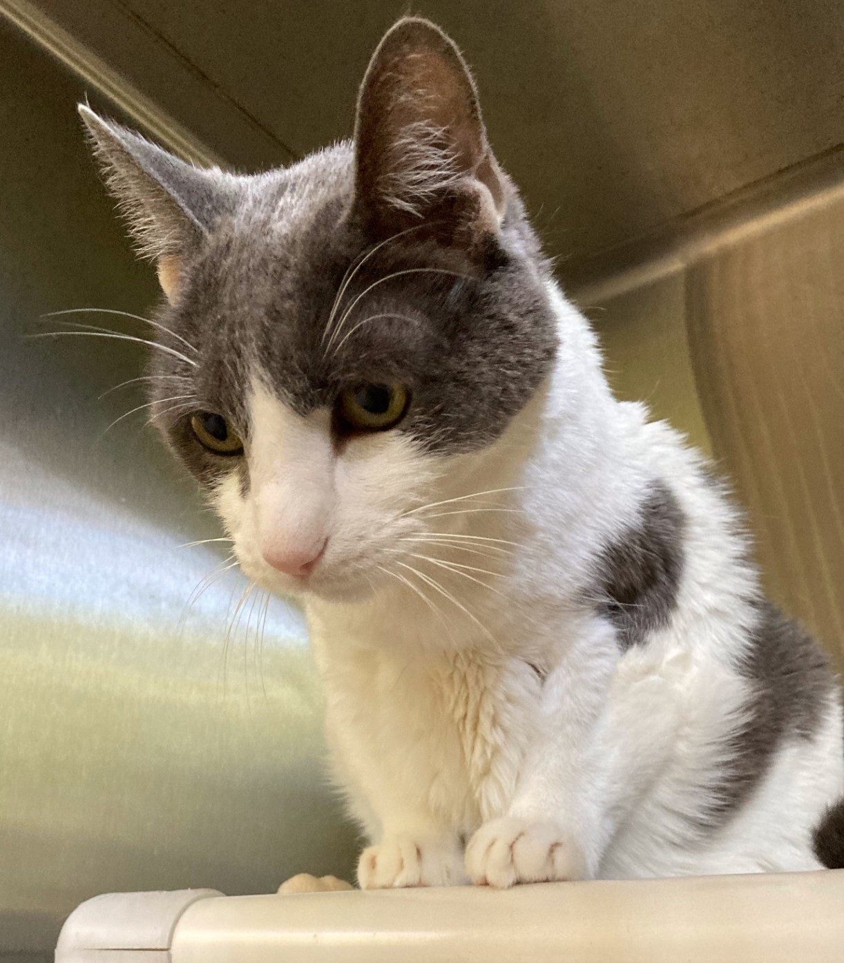 ALFIE, a Adoptable Domestic Short Hair in Crystal River, FL image 3/4