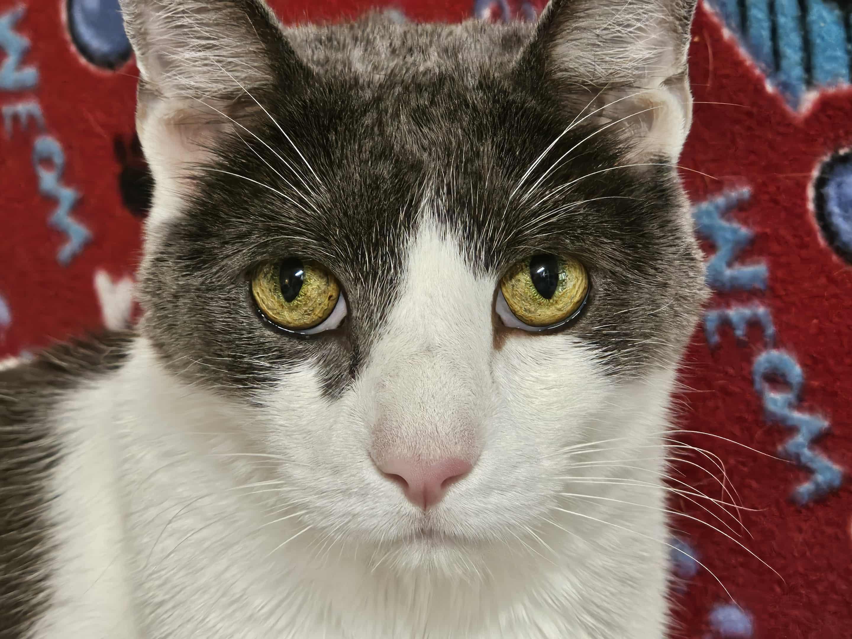 ALFIE, a Adoptable Domestic Short Hair in Crystal River, FL image 2/4