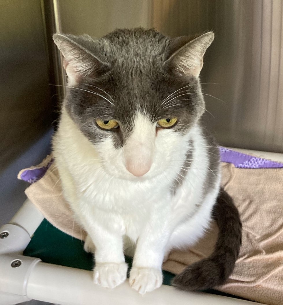 ALFIE, a Adoptable Domestic Short Hair in Crystal River, FL image 4/4