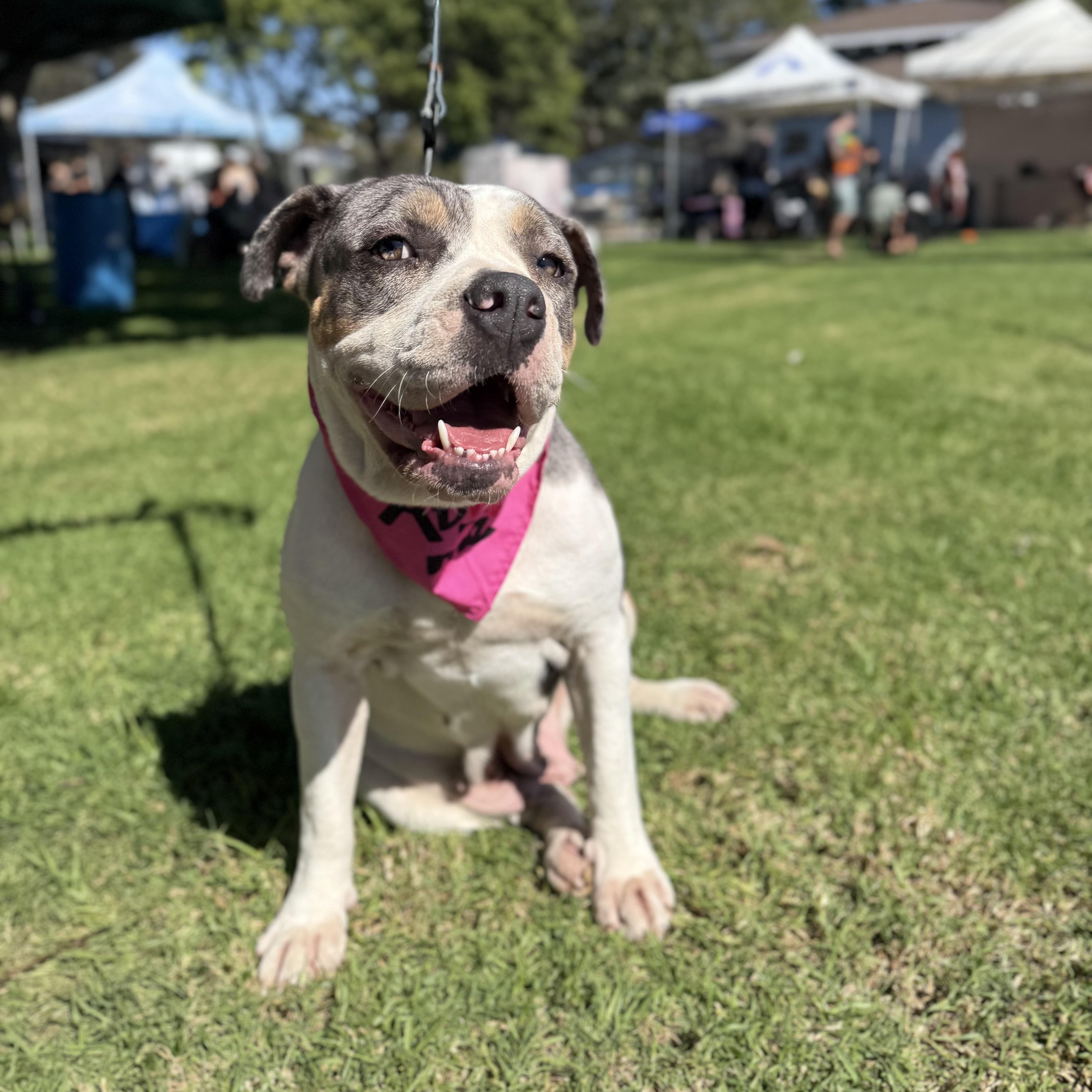 GRACIE, a Adoptable Pit Bull Terrier in Ontario, CA image 4/5