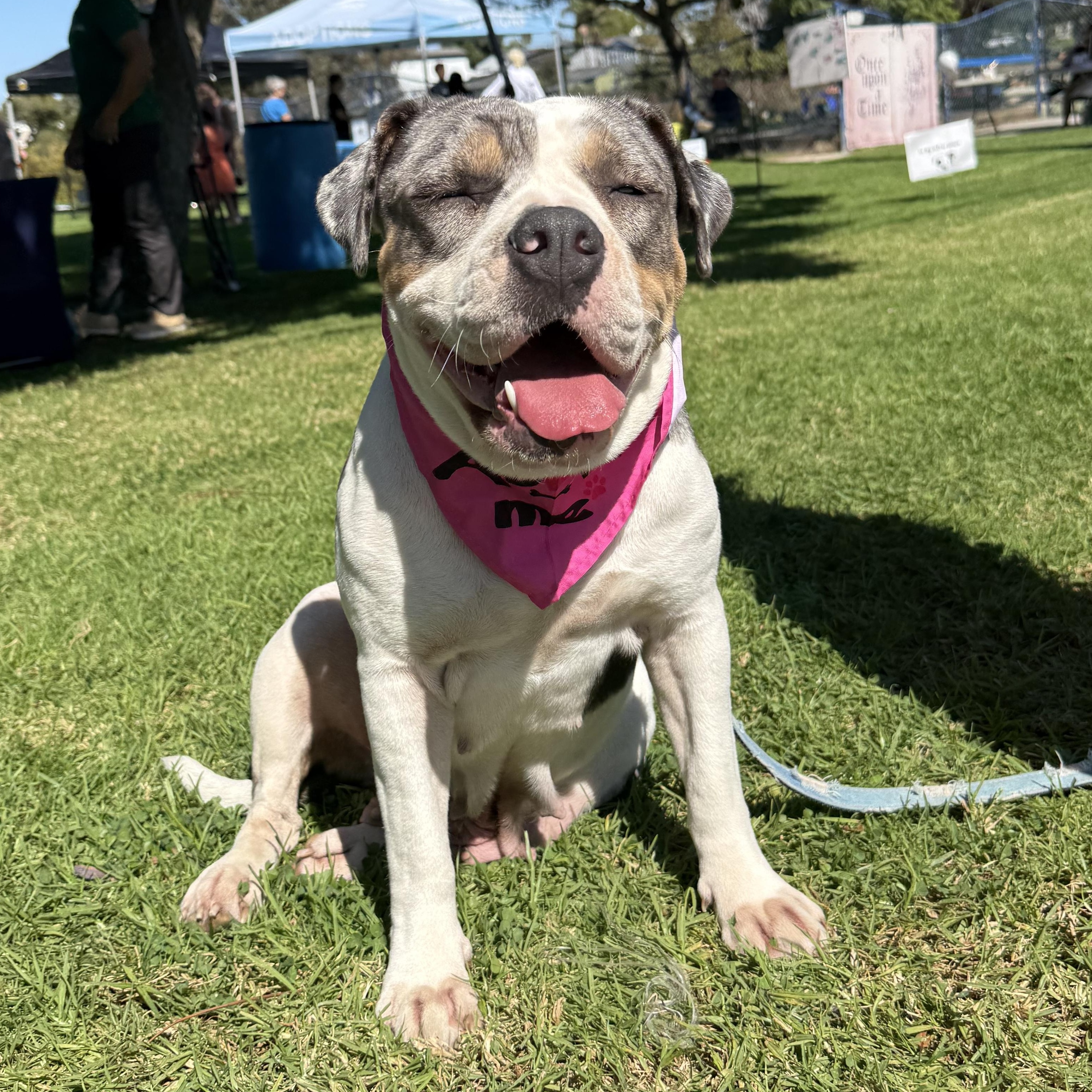 GRACIE, a Adoptable Pit Bull Terrier in Ontario, CA image 2/5