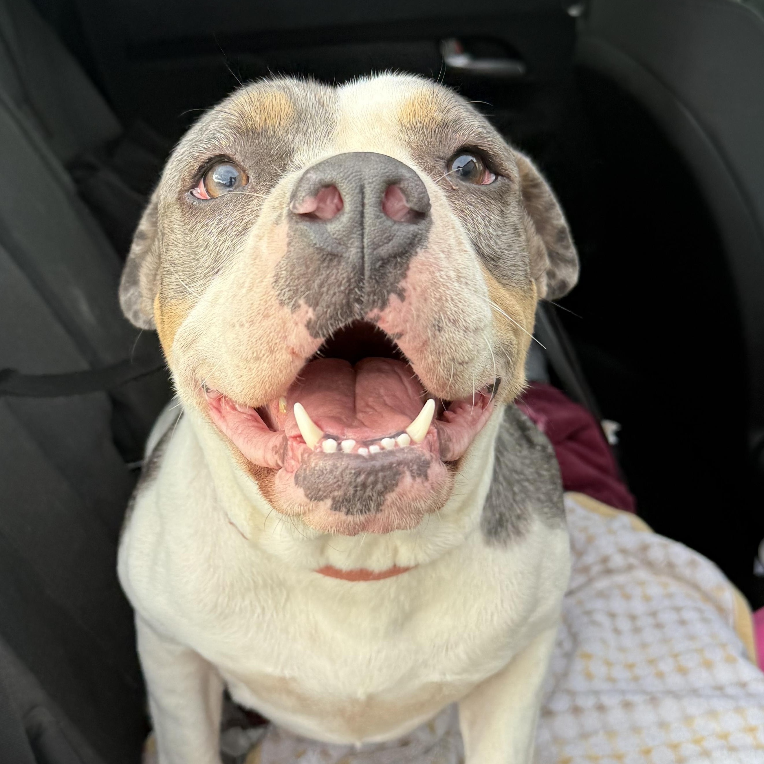 GRACIE, a Adoptable Pit Bull Terrier in Ontario, CA image 5/5
