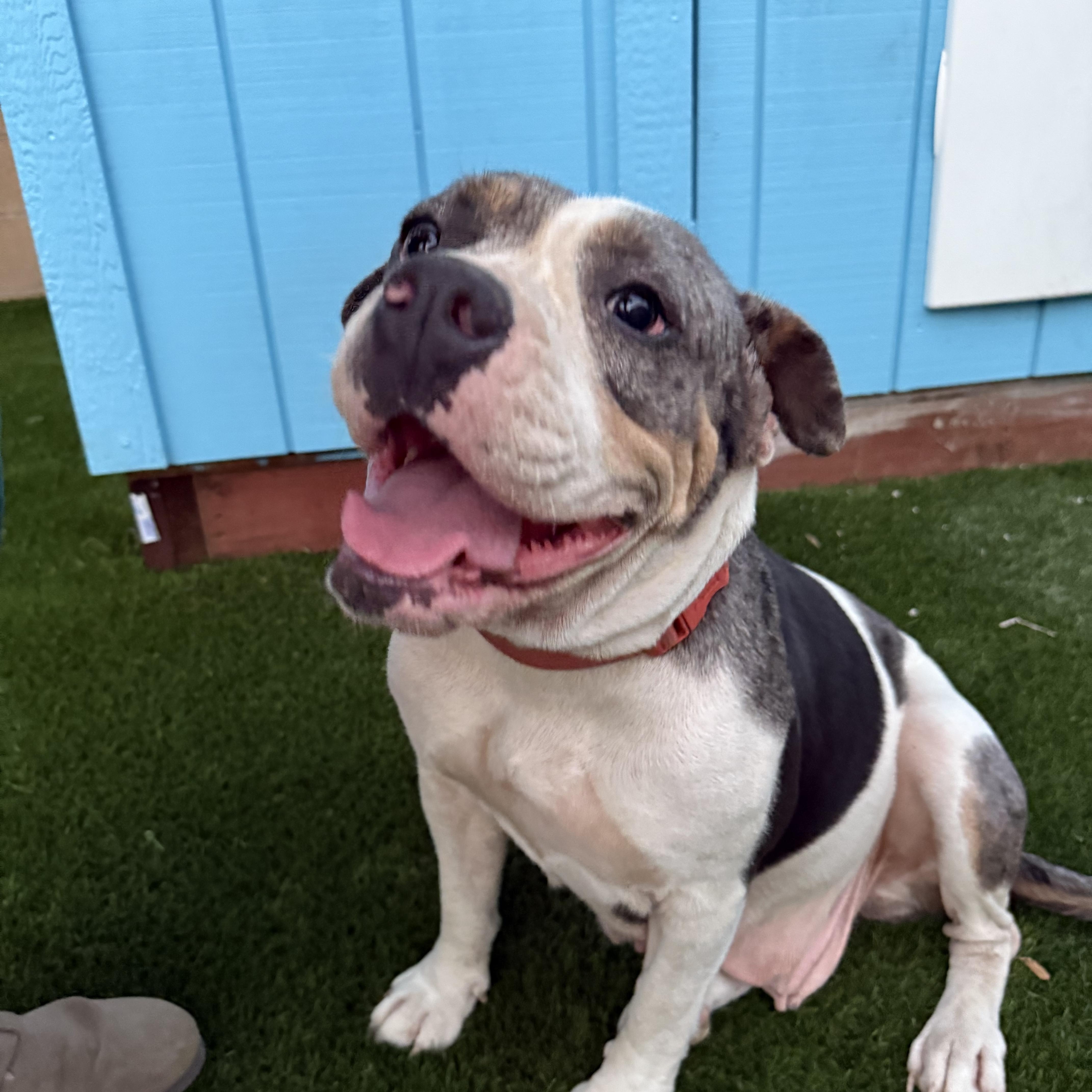 GRACIE, Adoptable, Adult Female Pit Bull Terrier.