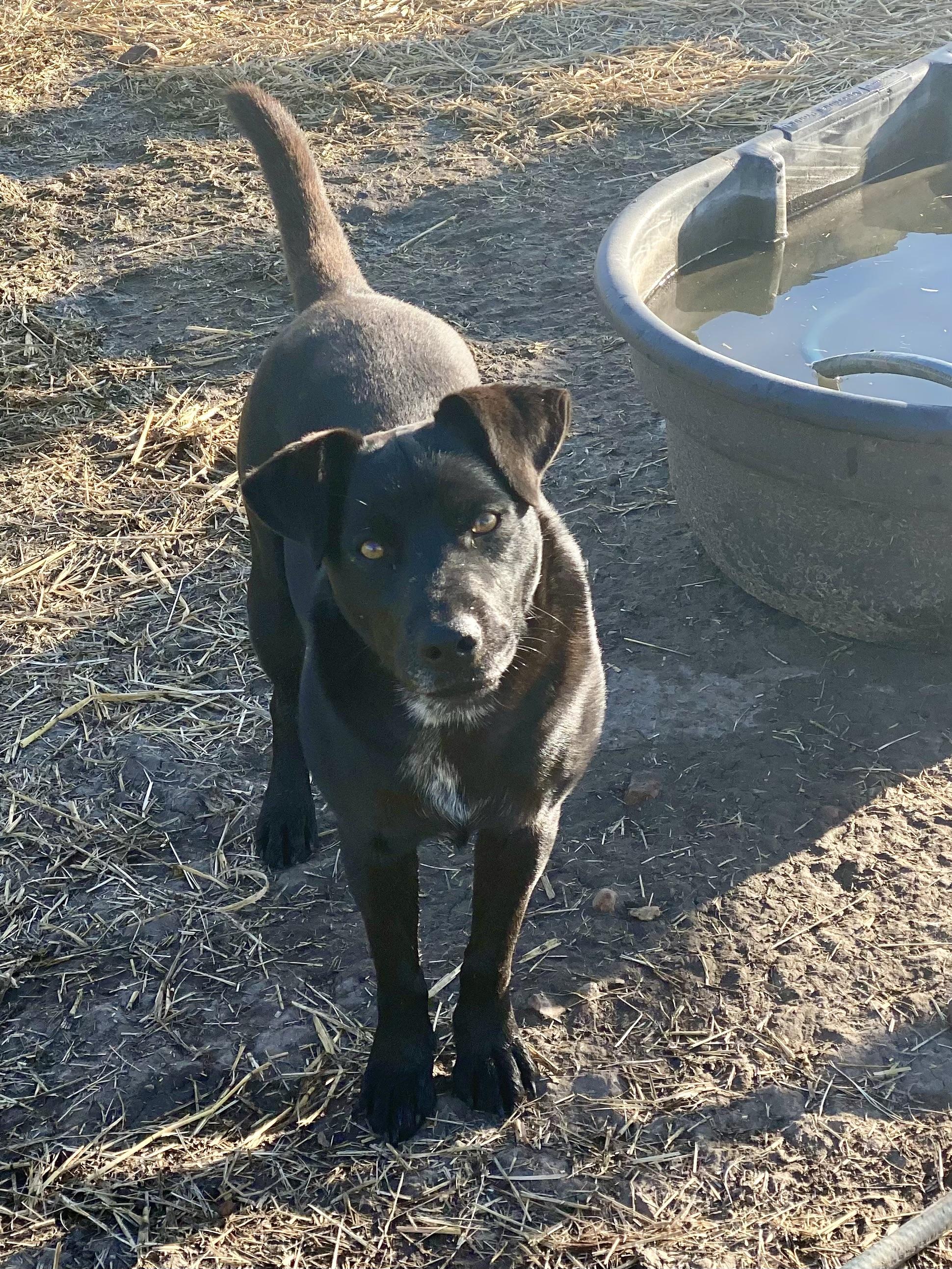 Gunner, Adoptable, Young Male Black Labrador Retriever.