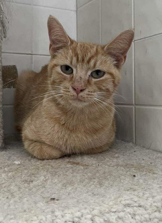 Pumpkin, Adoptable, Adult Male Domestic Short Hair.