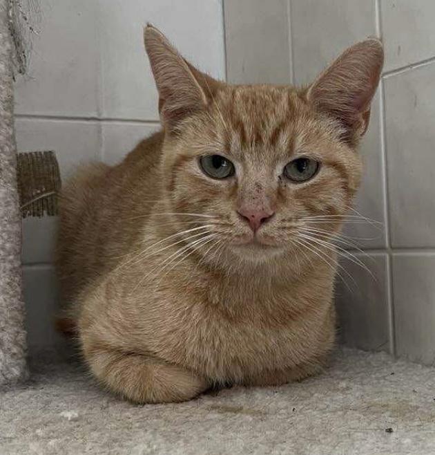 Enlarge Pumpkin, a Adoptable Domestic Short Hair in Osgood, IN image 3/6