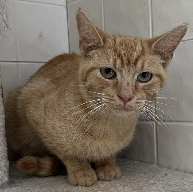 Enlarge Pumpkin, a Adoptable Domestic Short Hair in Osgood, IN image 4/6