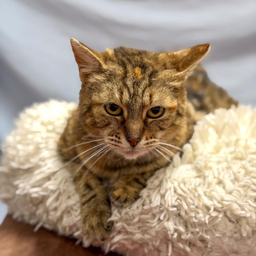 Enlarge Canoodle, a Adoptable Domestic Short Hair in Gainesville, GA image 1/6