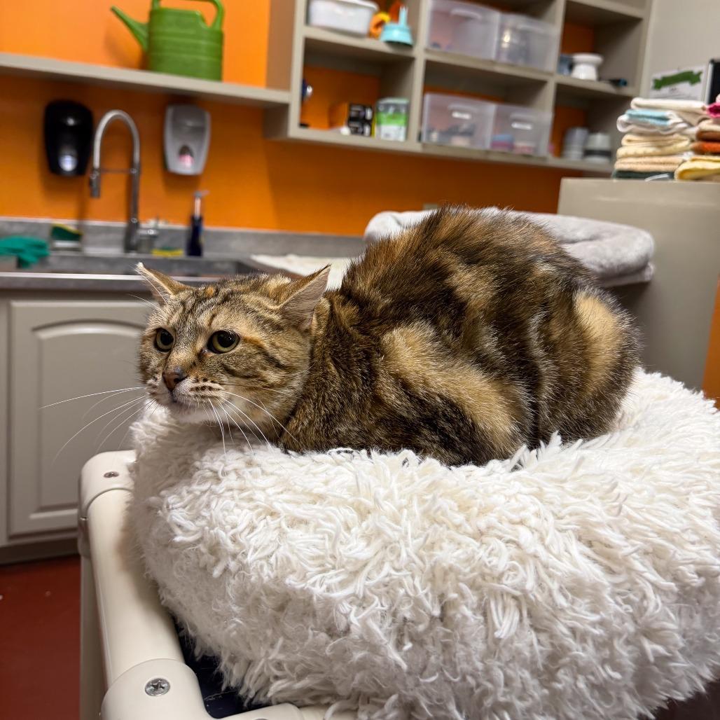 Enlarge Canoodle, a Adoptable Domestic Short Hair in Gainesville, GA image 2/6