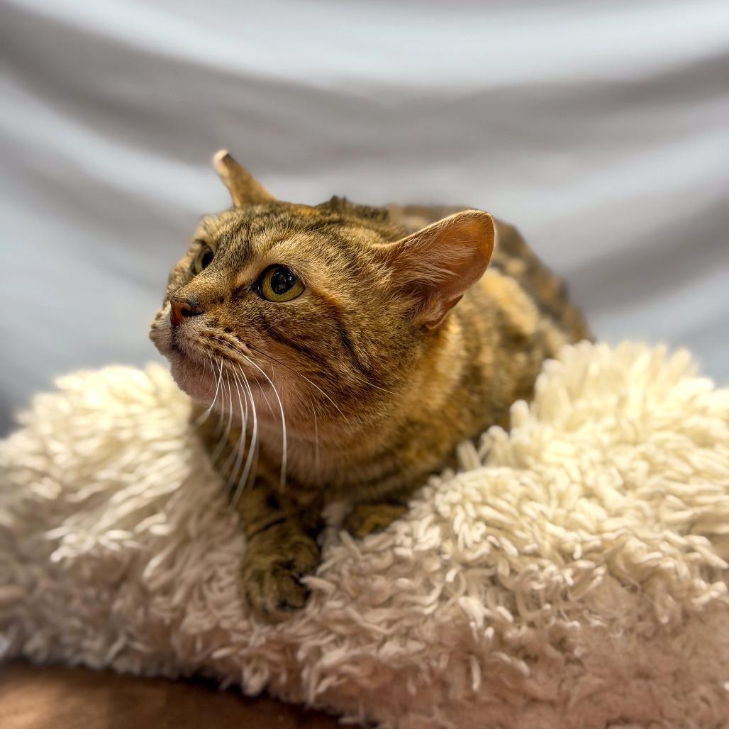 Enlarge Canoodle, a Adoptable Domestic Short Hair in Gainesville, GA image 3/6