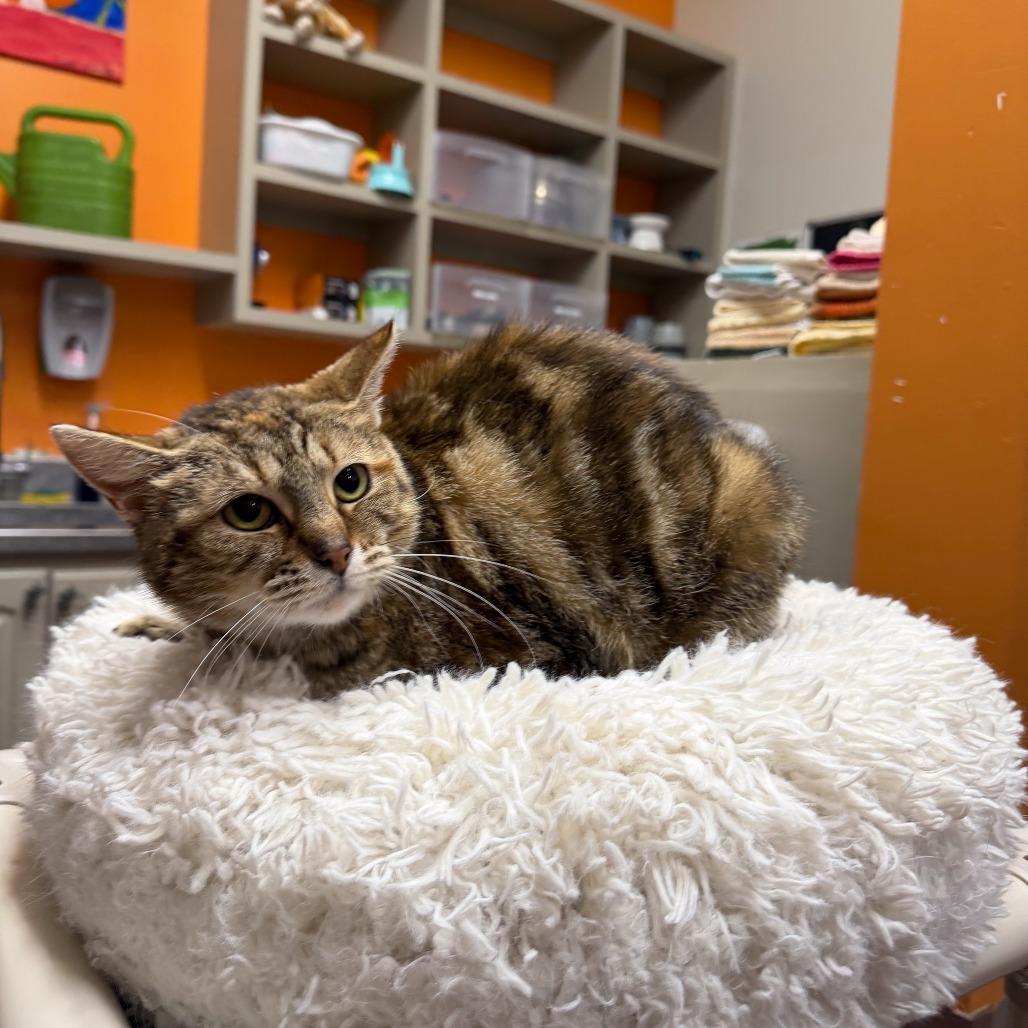 Enlarge Canoodle, a Adoptable Domestic Short Hair in Gainesville, GA image 4/6