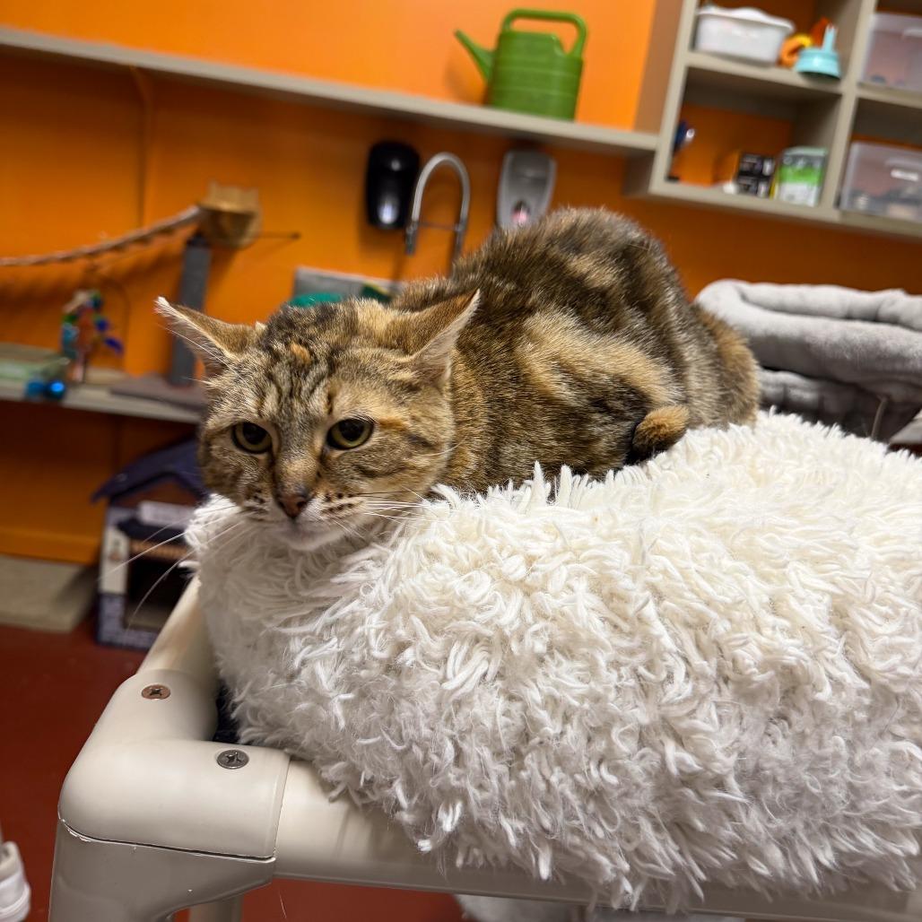 Enlarge Canoodle, a Adoptable Domestic Short Hair in Gainesville, GA image 5/6